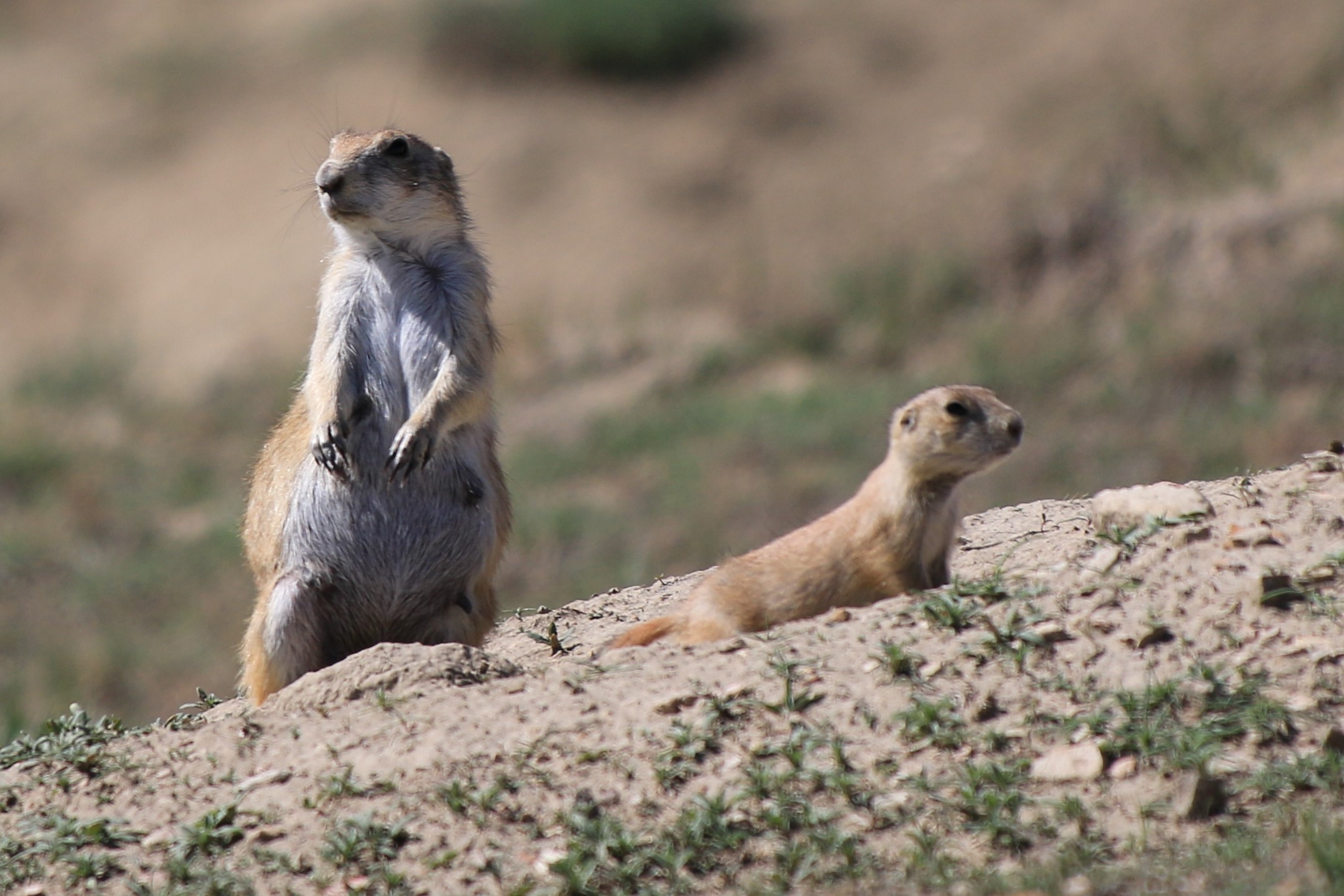 Theodore Roosevelt NP